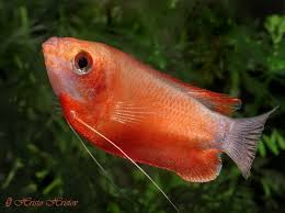 RED HONEY GOURAMI (Colisa Chuna)