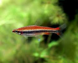 RED PENCIL FISH (Nannostomus beckfordi)