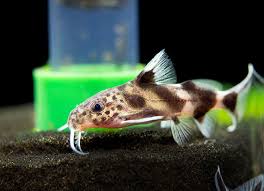 SYNODONTIS VALENTINE (Synodontis valentiana)