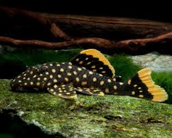 YELLOW SEAM GOLD NUGGET PLECO L177 (Baryancistrus xanthellus)