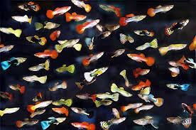 MIXED MUTT GUPPIES (Poecilia reticulata)