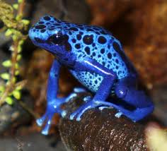 BLUE POISON  DART FROG (Dendrobates tinctorius "Azureus)