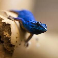 ELECTRIC BLUE DAY GECKO (Lygodactylus williamsi)