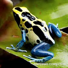 PATRICA DART FROG (Dendrobates tinctorius Patricia)