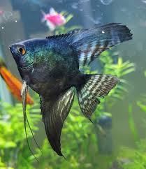 BLACK GREEN AVATAR ANGELFISH (Pterophyllum scalare)