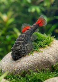 BLOODY MARY HILLSTREAM LOACH (Gastromyzon sp. "Bloody Mary")