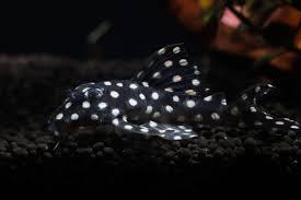 DWARF SNOWBALL PLECO  (L471 Hypancistrus sp.)