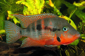 FIRE MONTH CICHILD CICHILD (Thorichthys meeki)