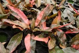 FLORIDA SUNSET (cryptocoryne)