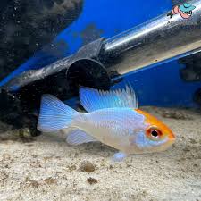 GOLDEN HEAD ELECTRIC BLUE RAM (Mikrogeophagus ramirezi)