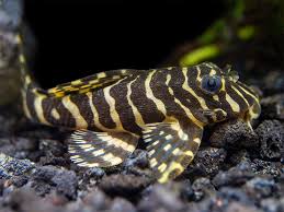 LEOPARD FROG PLECO (L134 Peckoltia compta)