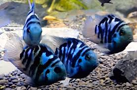 POLAR BLUE PARROT CICHLID ( Amatitlania nigrofasciata blue)