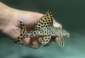 PARA PLECO (L124 Peckoltia sabaji)