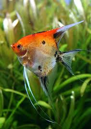 RED DEVIL ANGELFSH (Pterophyllum)