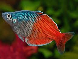 BOESEMANI RAINBOWFISH SUPER RED MALES (Melanotaenia boesemani)