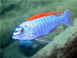 RED TOP TREWAVASAE MALES (Labeotropheus trewavasae)