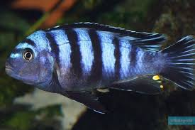 SAULOSI MALES (Pseudotropheus saulosi)