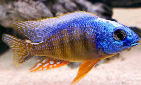 TAIWAN REEF (Protomelas sp. "Steveni Taiwan")