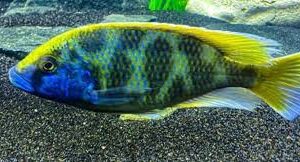 VENUSTUS (Nimbochromis venustus)