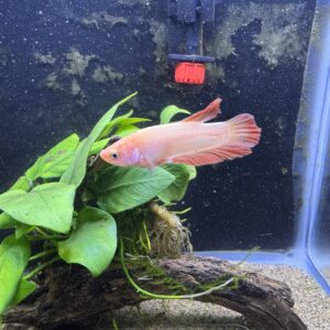 VELVET ROSE BETTA (Betta splendens) "Actual picture of betta in store"