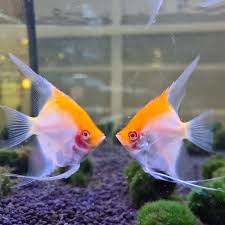 ALBINO RED HEAD ANGEL (Pterophyllum)