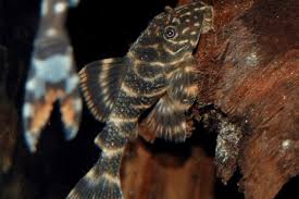CLOWN PLECO (L104 Panaqolus maccus)