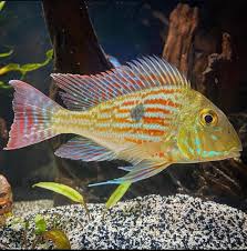 GEOPHAGUS SEVENI