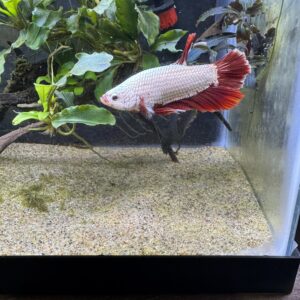 IVORY FLAME BETTA (Betta splendens) "Actual picture of betta fish in store"