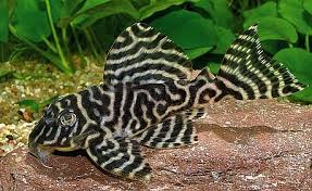 KING TIGER PLECO (L333 Hypancistrus sp.)