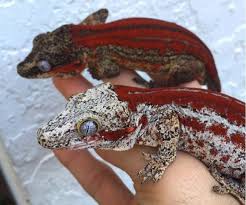 Gargoyle Gecko Bioactive Kit