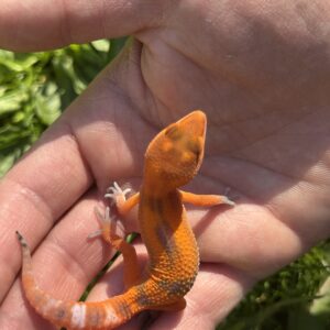 MANDARIN FANCY LEOPARD GECKO (Actual picture of Gecko)