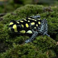 Ranitomeya vanzolini