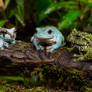 Tree Frog Bioactive Kit Terrarium Style (In store pick up only)