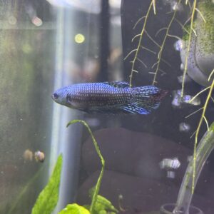 ALEIN BETTA (Betta splendens)