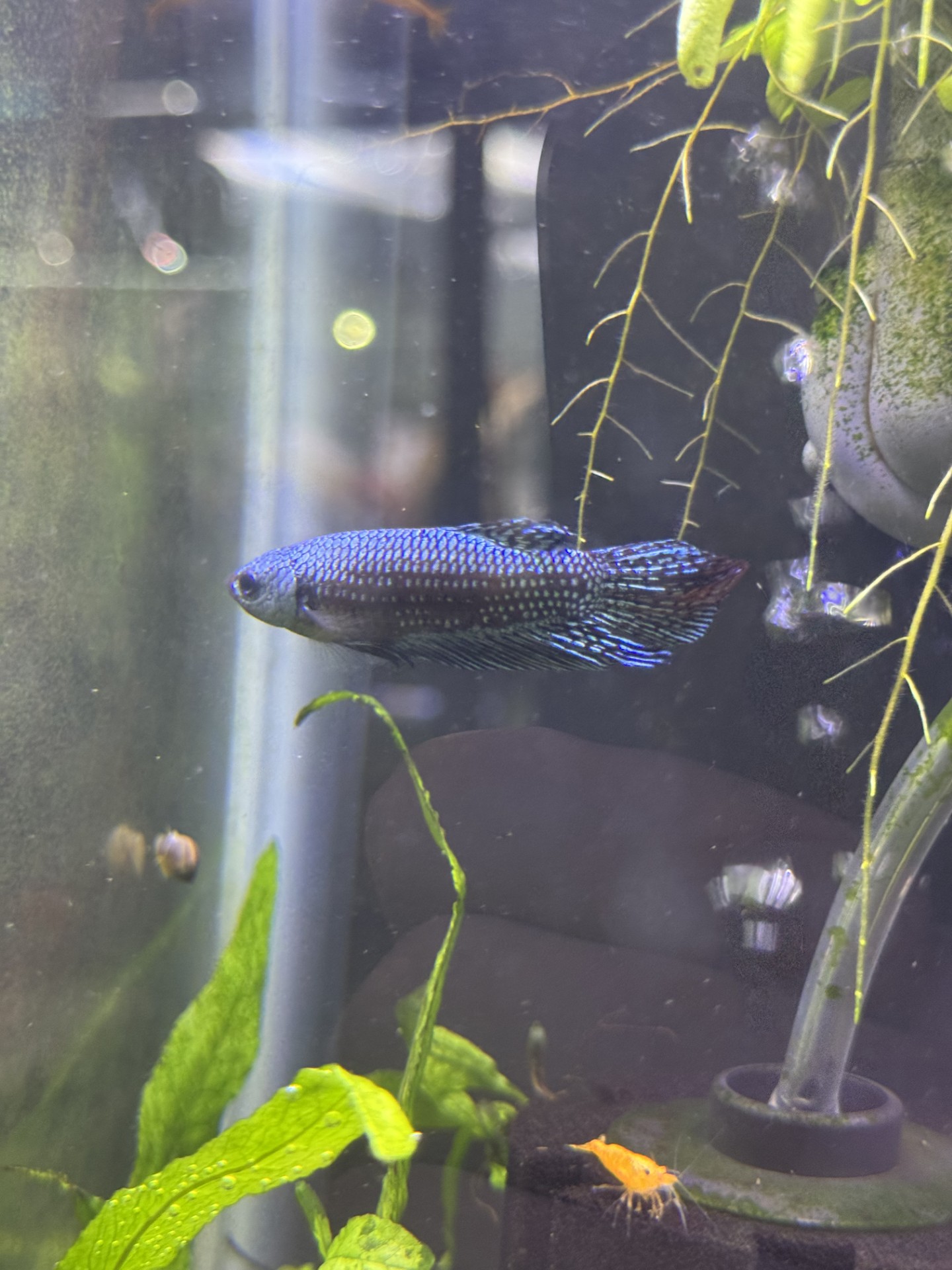 ALEIN BETTA (Betta splendens)