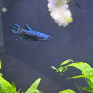 ALIEN BETTA (Betta splendens)