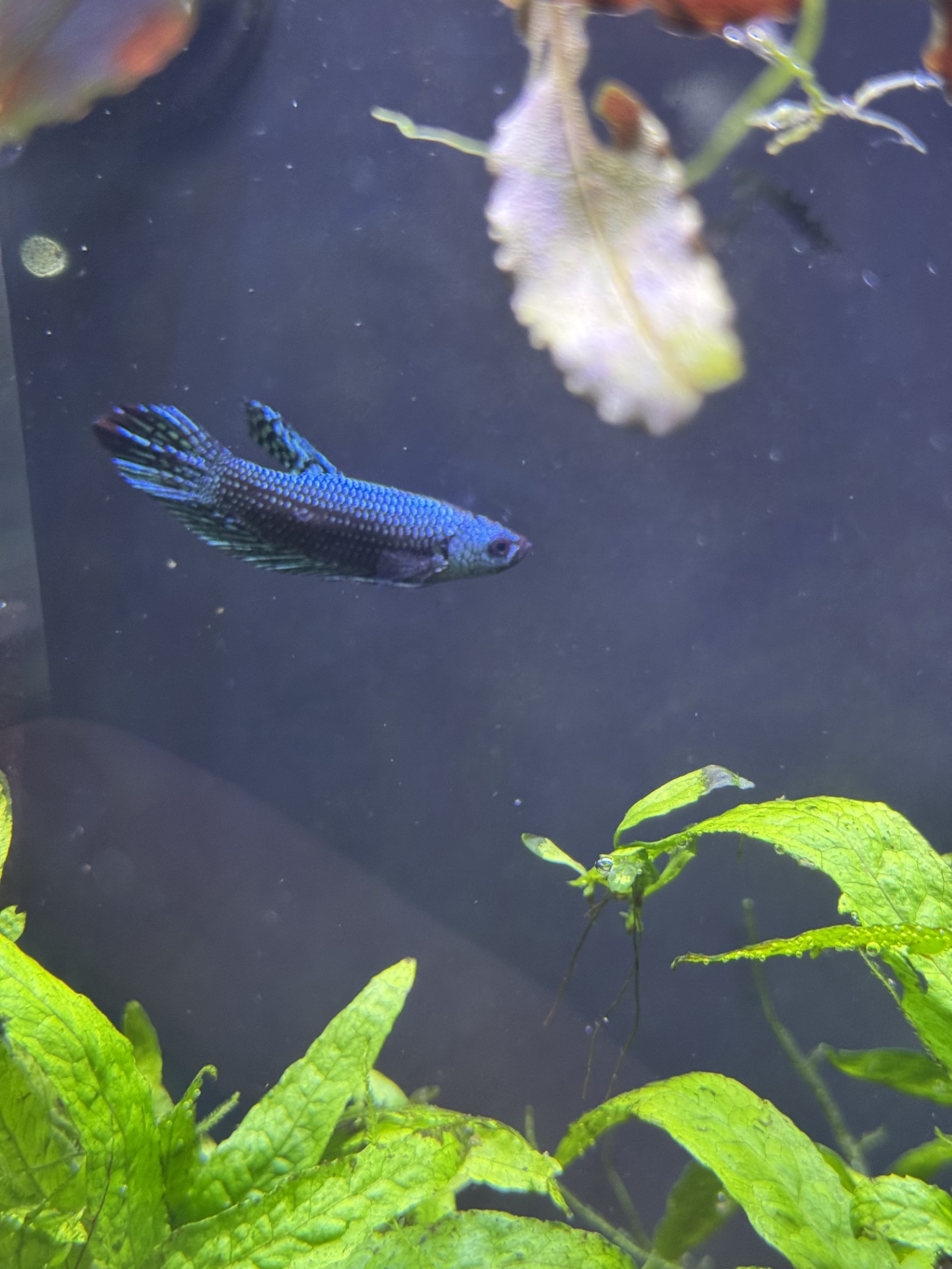 ALIEN BETTA (Betta splendens)