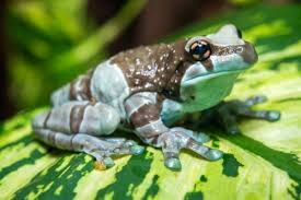 Amazon Milk Tree Frog Bioactive Kit