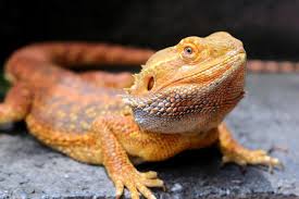 Bearded Dragon Bioactive Kit