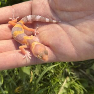 BLUE EYED AMBER FANCY LEOPARD GECKO (Actual picture of Gecko)