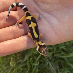 BOLD JUNGLE FANCY LEOPARD GECKO (Actual picture of Gecko)