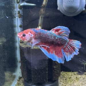 GIANT KOI BETTA (Betta splendens)