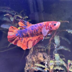 GIANT KOI BETTA (Betta splendens)