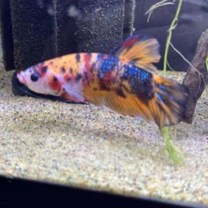 GIANT KOI BETTA (Betta splendens)