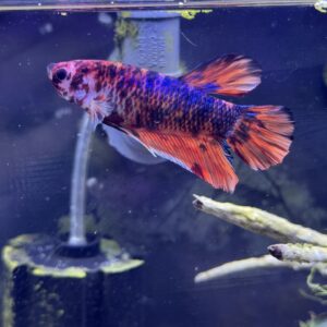 GIANT KOI BETTA (Betta splendens)