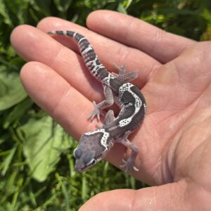 MACK SNOW BLACK NIGHT FANCY LEOPARD GECKO (Actual picture of Gecko)