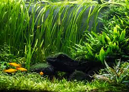 Vallisneria spiralis