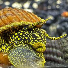 YELLOW RABIT GOLD SPOT SNAIL (Tylomenia sp.)