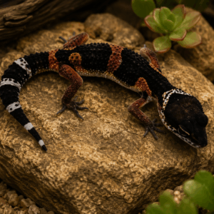 BLACK NIGHT ELECTRIC TANGERINE LEOPARD GECKO (Eublepharis macularius)