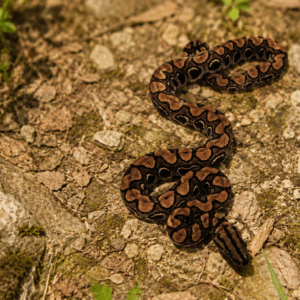BRAZILIAN RAINBOW BOA (Epicrates cenchria)